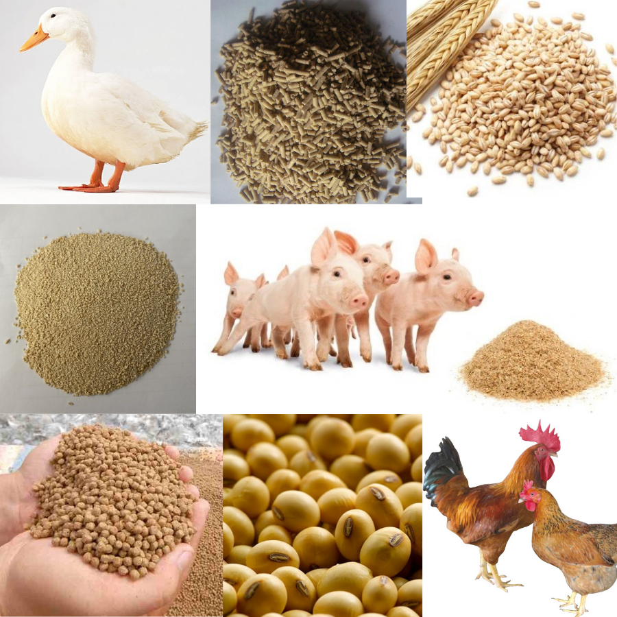 Thức ăn gia cầm
