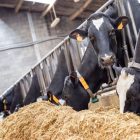 Thức ăn cho dê bò