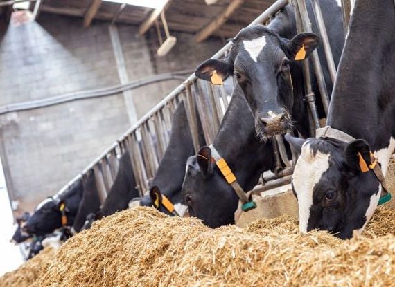 Thức ăn cho dê bò