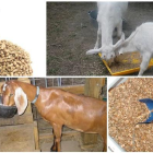 Thức ăn cho dê bò