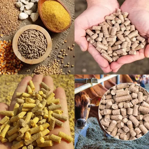 Thức ăn hỗn hợp