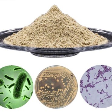 Chế phẩm vi sinh Probiotics