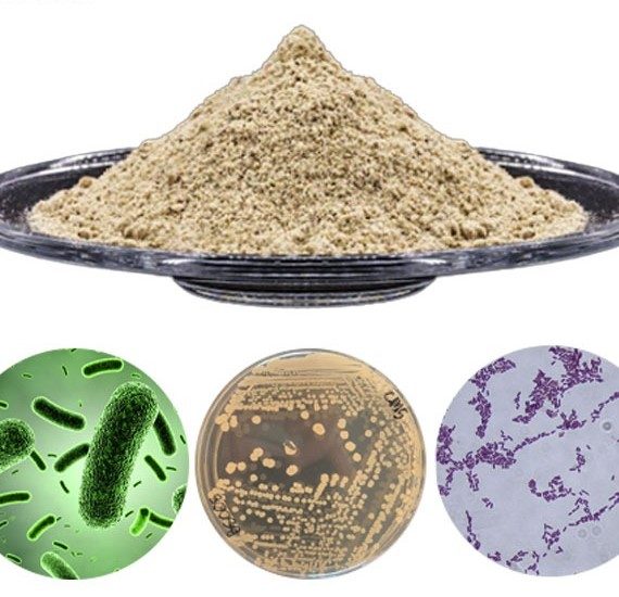 Chế phẩm vi sinh Probiotics