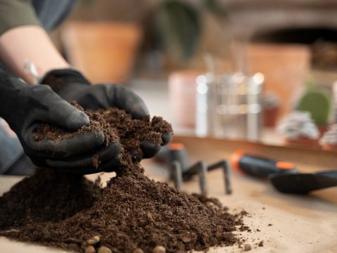 7 lợi ích nổi bật của phân bón hữu cơ vi sinh đối với nông nghiệp sạch