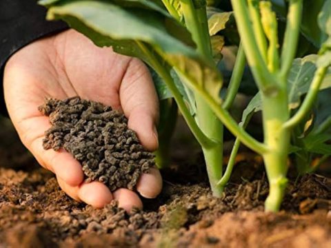 Sử dụng phân bón hữu cơ vi sinh đúng cách cho cây trồng phát triển