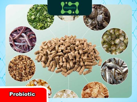 5 lợi ích nổi bật của thức ăn chăn nuôi probiotic đối với vật nuôi và môi trường