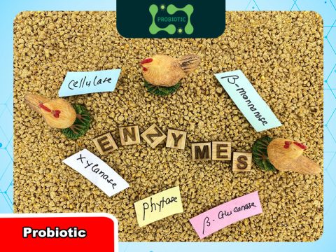 Ứng dụng men enzyme Alcalase trong sản xuất đạm thủy phân