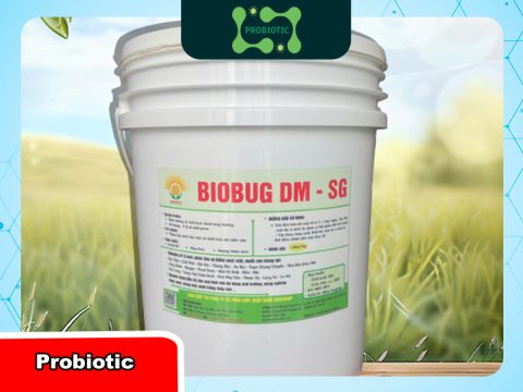 Cách sử dụng chế phẩm vi sinh xử lý mùi hôi chuồng trại hiệu quả 100%