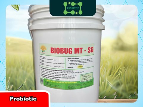 Chế phẩm vi sinh xử lý rác thải tại hộ gia đình
